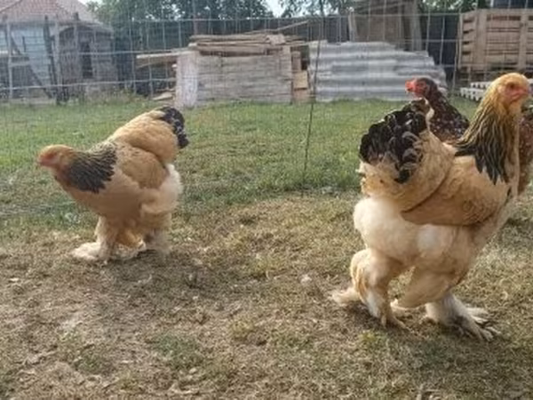 Brahma