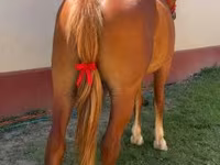فرس, Friesian — الصورة 4