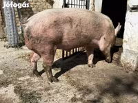 Boar, Pigs — photo 2