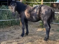 Caballo, Caballos — foto 4