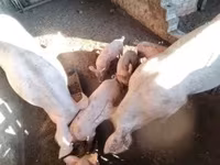 Pigs (batch, sex not specified), Pigs — photo 2