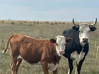 Cow, Kazakh White-headed cow — photo 1