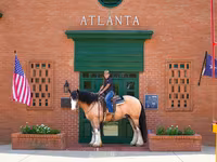 Horse (M), Gypsy horse — photo 5
