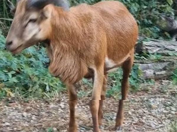Bélier, Cameroon sheep — Hongrie