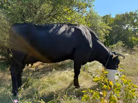 母牛, Russian Black pied cattle — 照片 2