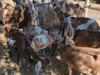 Chèvre, Nubian Goat — photo 6