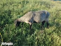 公羊, Tsigai sheep — 照片 4