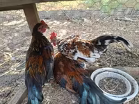 Japanisches Bantam — Foto 4