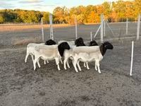 Қошқар, Dorper sheep — 5-сурет