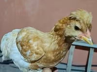 Chickens — fotografija 2