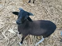 كبش, Cameroon sheep — الصورة 5