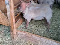 Ovan, Rouge de l’Ouest sheep — fotografija 2