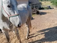 Pastuv, Lipizzaner — fotografija 3