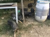 公猪, Вьетнамская вислобрюхая — 照片 2