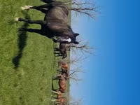 Égua, Kazakh horse — foto 4