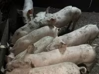 Porca, Porcos — foto 2