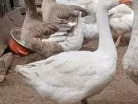 Geese — photo 7