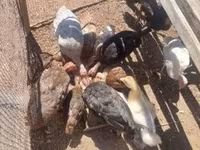 Turkeys — fotografija 1