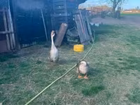 Geese — الصورة 1