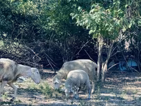 Ovan, Merinoland sheep — fotografija 8