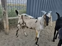 Cabro, Nubian Goat — foto 1