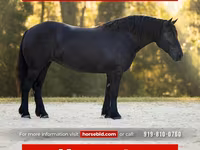 Kobila, Percheron — fotografija 1