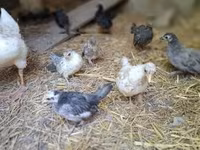 Chickens — 写真 1