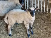 Ram, Sheep — photo 2