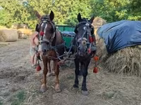 Mare, Horses — photo 2
