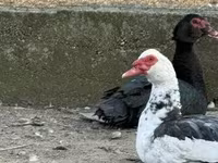 Ducks — Foto 2