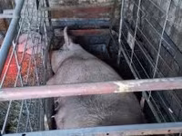 Säue, Schweine — Foto 5