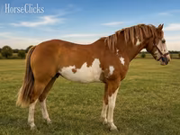 Horse (M), American paint horse — photo 1