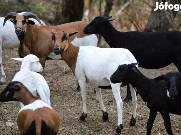 Schaf, Cameroon sheep