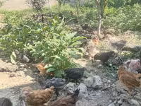 Chickens — photo 3