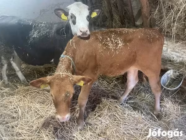 母牛, Limousin cow