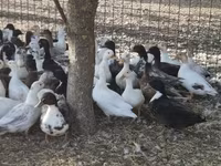Ducks — الصورة 4