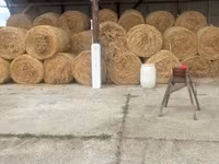 Elcserélnék borjúra üszőre vagy eladnák szénát — foto 2