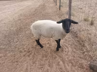 Қой, White Suffolk sheep — 4-сурет