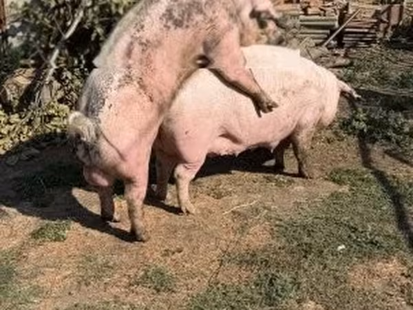 Sow, Крупная белая