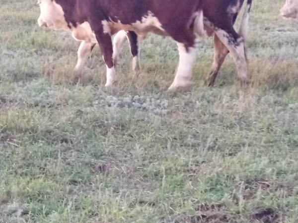 Bulle, Kasachische Weißkopfkuh