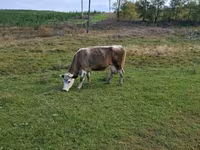 Krowa, Russian Black pied cattle — zdjęcie 3