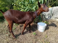Koza, Murcia-Granada goats — fotografija 2