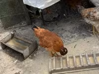 Chickens — Foto 4