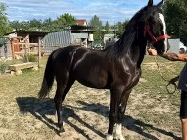 Toychoq, Dutch warmblood horse