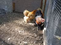 Chickens — फ़ोटो 1