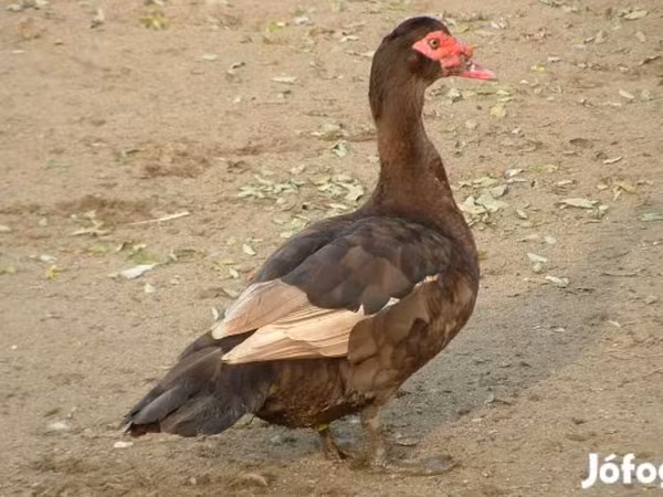 Ducks