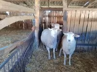 Schaf, Ile-de-France sheep — Foto 2