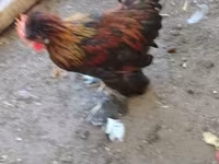 Chickens — Foto 3