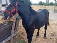فرس, Percheron — الصورة 1