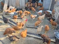 Chickens — الصورة 1